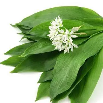 Ail des ours
