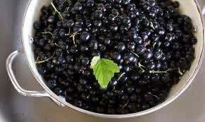Cassis